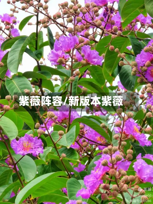 紫薇阵容/新版本紫薇-第3张图片
