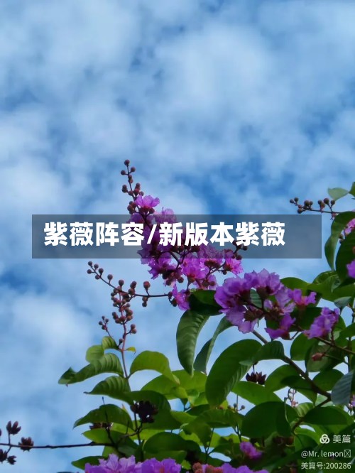 紫薇阵容/新版本紫薇-第2张图片