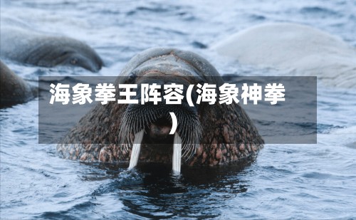 海象拳王阵容(海象神拳)-第3张图片
