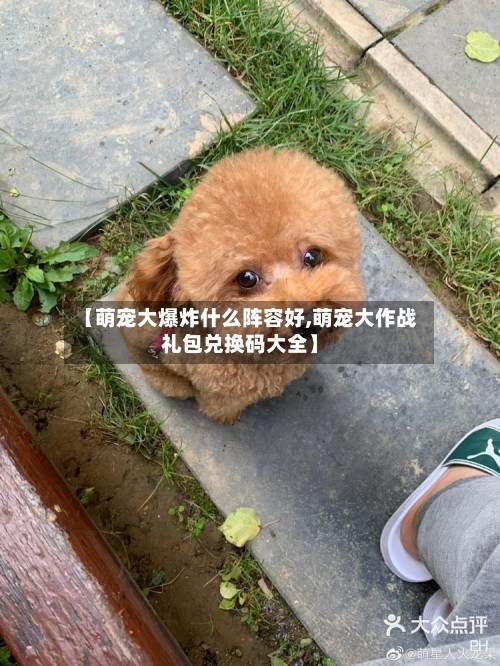 【萌宠大爆炸什么阵容好,萌宠大作战礼包兑换码大全】-第2张图片