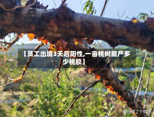 【员工出境3天后阳性,一亩桃树能产多少桃胶】-第2张图片
