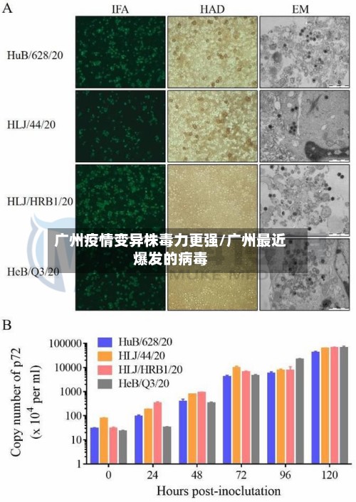 广州疫情变异株毒力更强/广州最近爆发的病毒