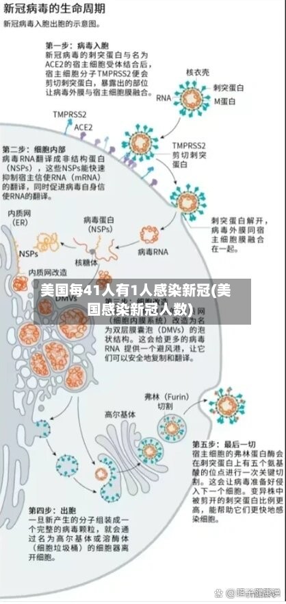 美国每41人有1人感染新冠(美国感染新冠人数)