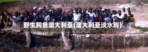 野生鳄鱼澳大利亚(澳大利亚淡水鳄)-第3张图片