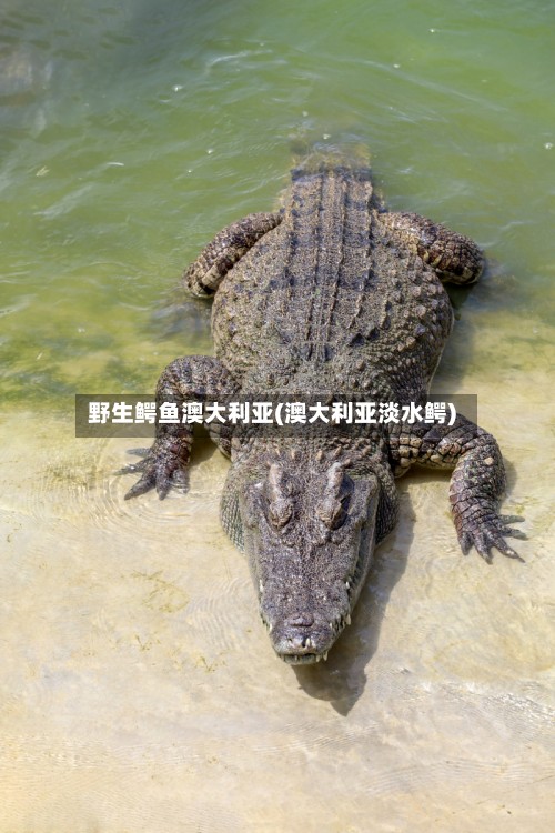 野生鳄鱼澳大利亚(澳大利亚淡水鳄)-第2张图片