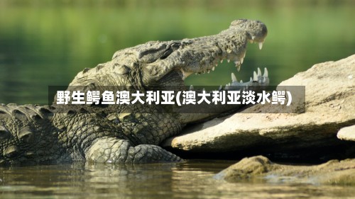 野生鳄鱼澳大利亚(澳大利亚淡水鳄)