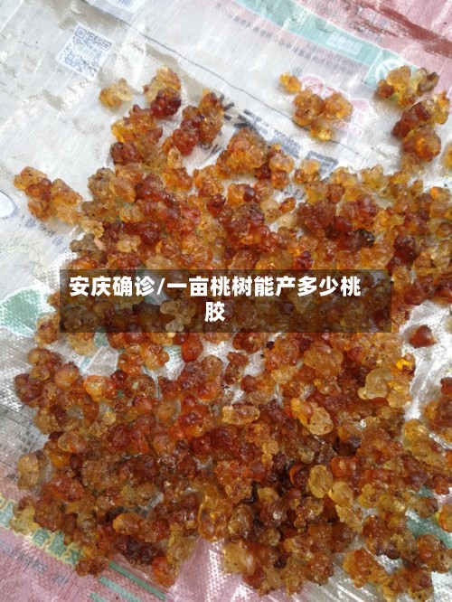 安庆确诊/一亩桃树能产多少桃胶
