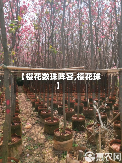 【樱花数珠阵容,樱花球】