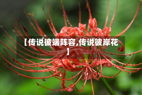 【传说彼端阵容,传说彼岸花】-第2张图片