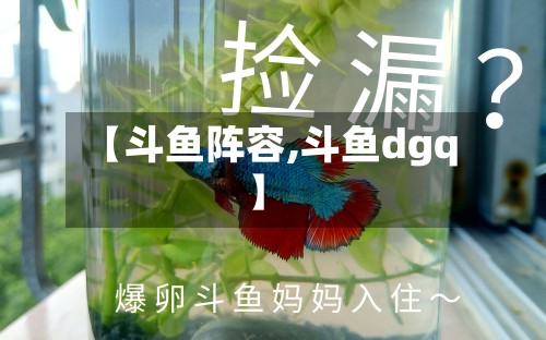 【斗鱼阵容,斗鱼dgq】