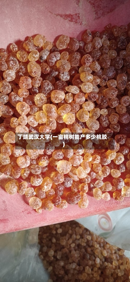 丁靖武汉大学(一亩桃树能产多少桃胶)