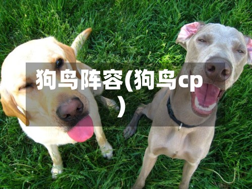 狗鸟阵容(狗鸟cp)