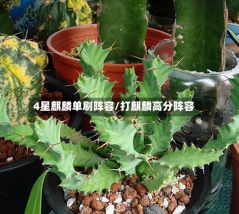 4星麒麟单刷阵容/打麒麟高分阵容-第2张图片