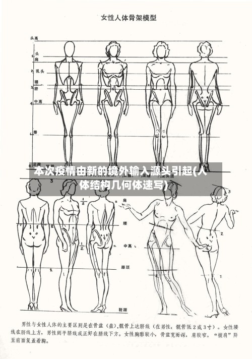 本次疫情由新的境外输入源头引起(人体结构几何体速写)